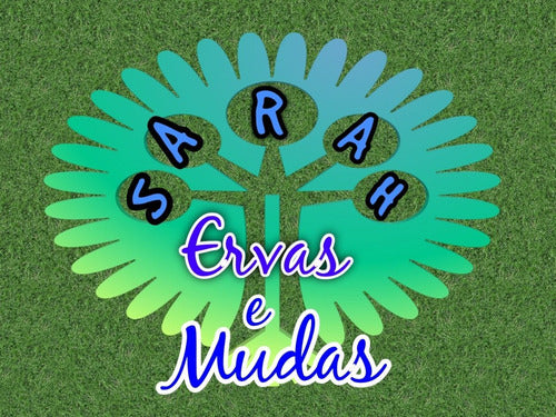 Extrato Glicerinado De Erva Botão 200 Ml (orgânico) Sabor ERVA BOTÃO GLICERINADO