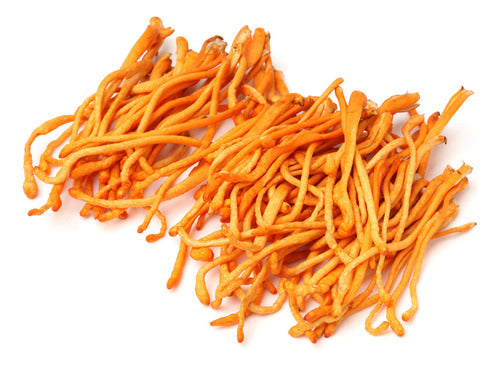 Extrato Cordyceps - Cordyceps Militaris 30ml