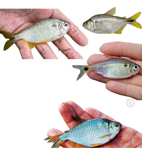Rede Pesca Lambari Malha 1.5 X 1.5cm ( 15mm ) Fio 0.20 10 Mt